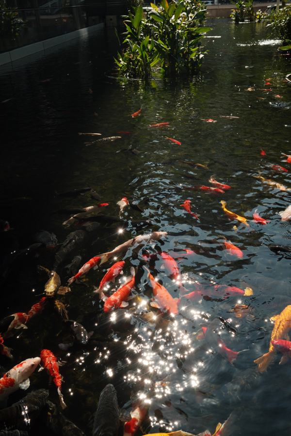 Koi fish in a sunlit pond
